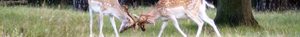 Photo credit: FZ019632 Fallow deer (Dama dama) locking antlers.jpg